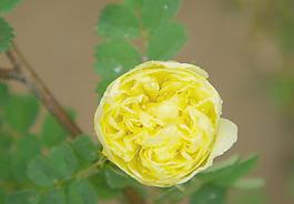 黃色薔薇圖片