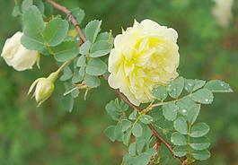 黃色薔薇圖片