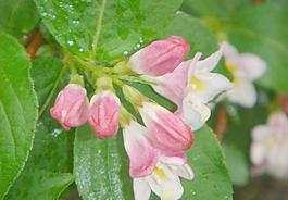 粉色 花蕾圖片