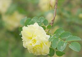 黃色薔薇圖片