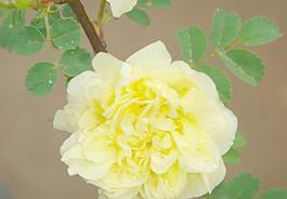 黃色薔薇圖片
