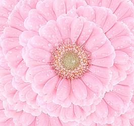 太陽花圖片