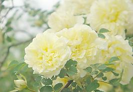黃色薔薇圖片