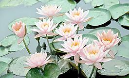 嬌嫩的蓮花圖片