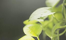 植物 攝影圖片