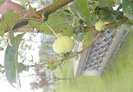 雨后野果圖片