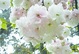 櫻花圖片