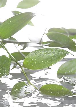 水中綠葉圖片