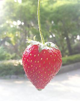 一颗大草莓图片