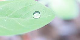 一滴小雨露圖片