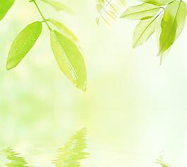 綠葉圖片