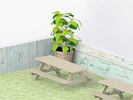 植物