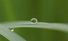 草葉露水圖片
