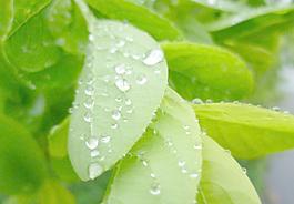 雨后图片