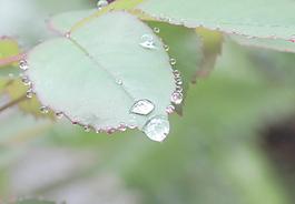 露珠叶子图片