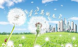 蒲公英圖片