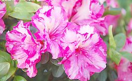 杜鵑花圖片