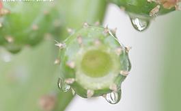 仙人掌圖片