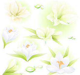 白花（未分层）图片