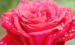 雨中月季花圖片