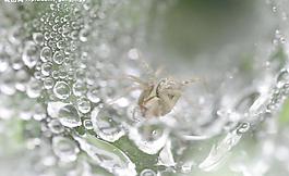 蜘蛛圖片