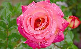 雨中月季花圖片