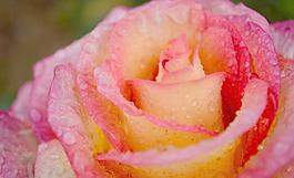 雨中月季花圖片