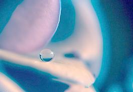 水珠圖片