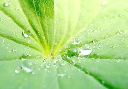 水珠圖片