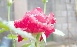 月季花(非高清)圖片
