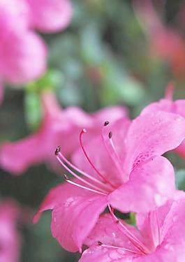 杜鵑花圖片