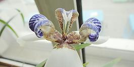 花卉圖片