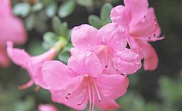 杜鵑花圖片