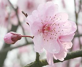 桃花圖片