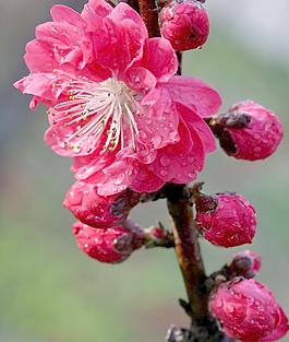 桃花圖片