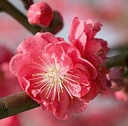 桃花圖片