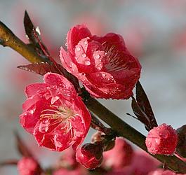 桃花圖片