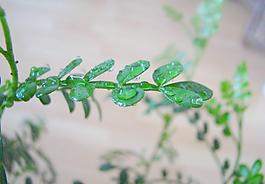 綠葉圖片