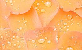 花瓣 水珠圖片