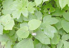 野生花草圖片