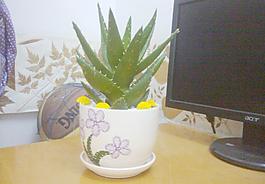 蘆薈圖片