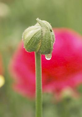 花蕾图片