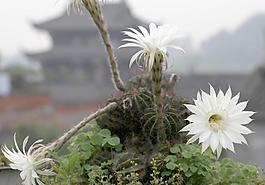 古城逢春圖片