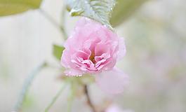 櫻花圖片