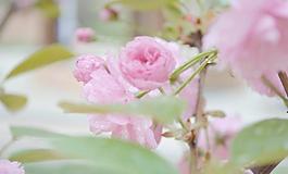 櫻花圖片
