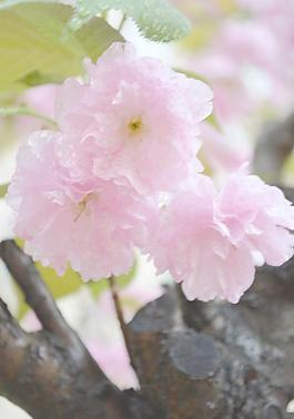 櫻花圖片