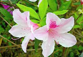 杜鵑花圖片