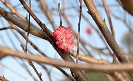 春色桃花圖片