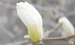 白玉蘭花圖片
