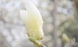 白玉蘭花圖片